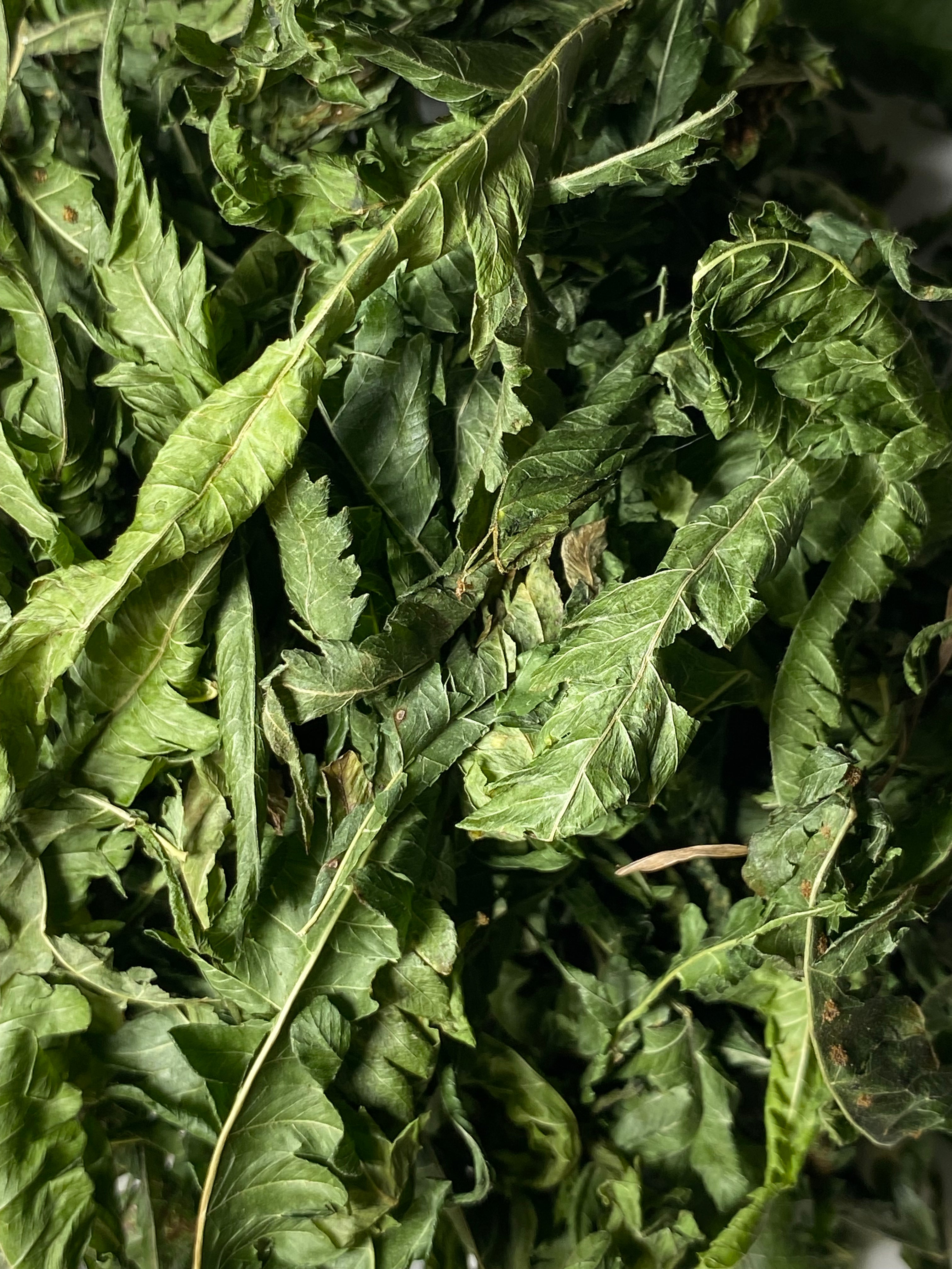 Polypodium Leucotomos Dried Leaves 150 Kalawalla Calaguala Skin