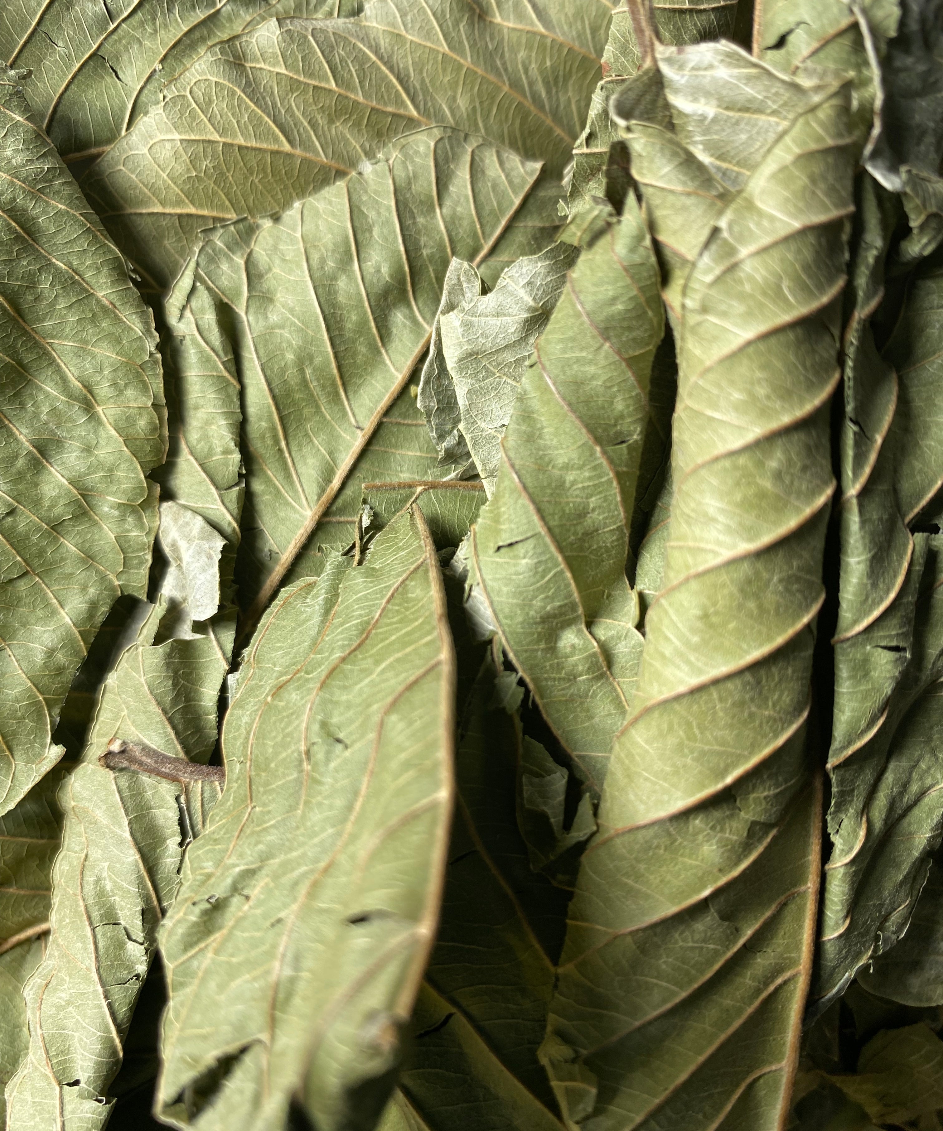 Organic Guava (Psidii guajavae) Leaves, Whole Leaf - 1 oz (28g) - Ayoni Wellness