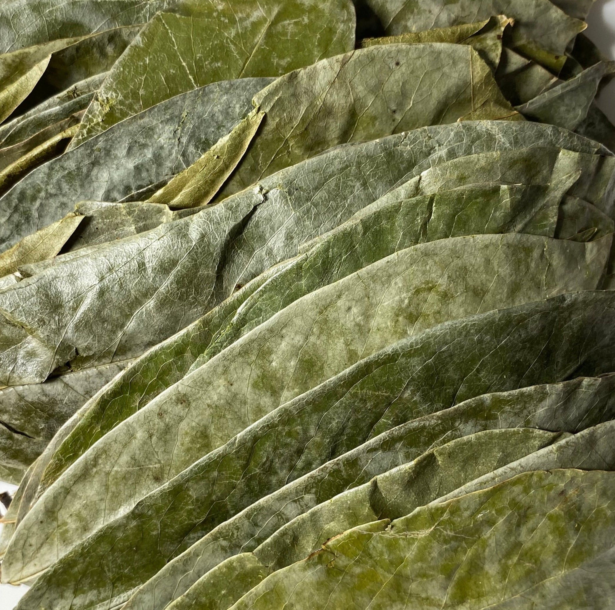 Organic Soursop Leaves, WHOLE Dried Leaf - 1 oz (28 g) - Ayoni Wellness