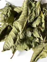 Organic Guava (Psidii guajavae) Leaves, Whole Leaf - 1 oz (28g) - Ayoni Wellness