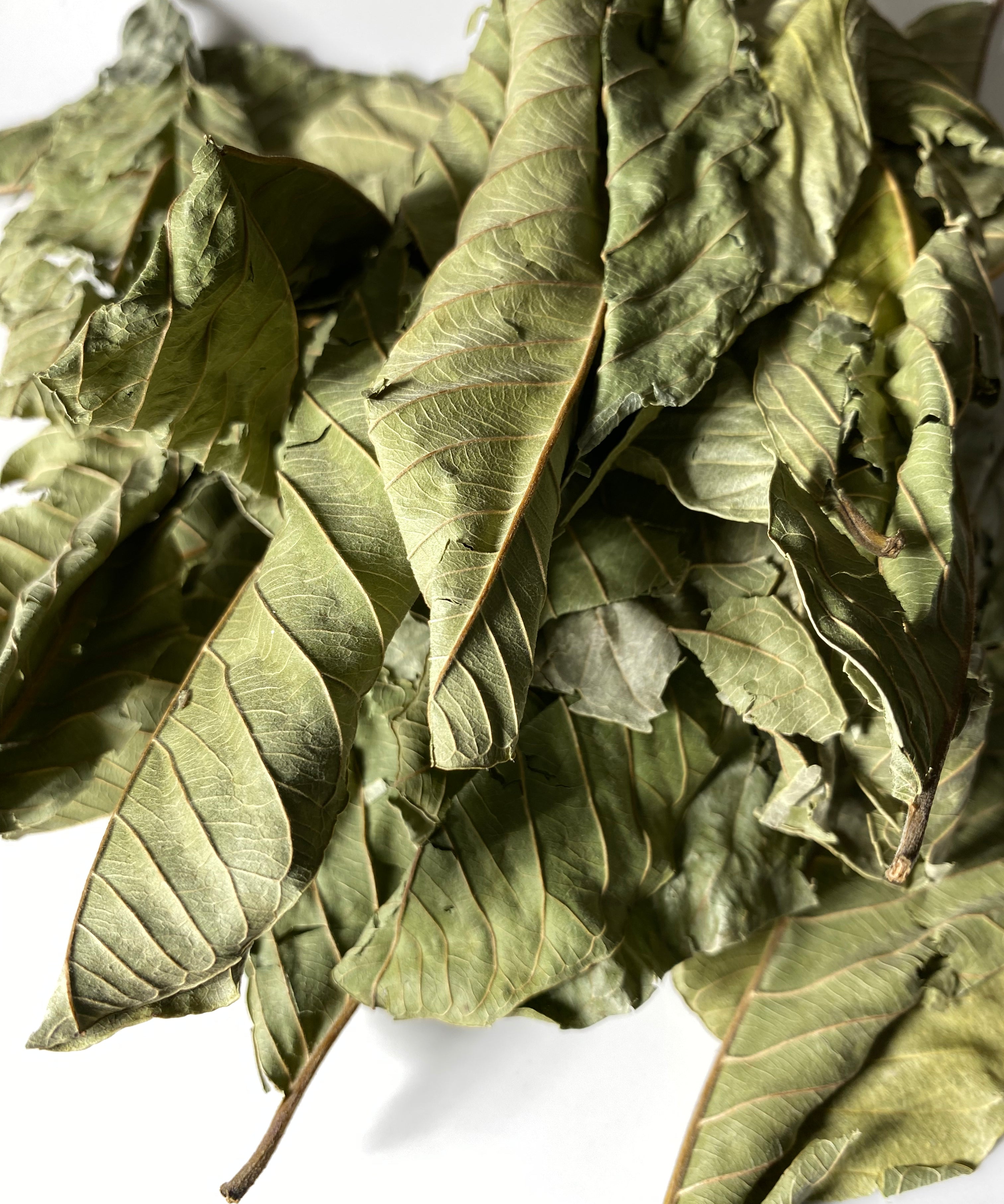 Organic Guava (Psidii guajavae) Leaves, Whole Leaf - 1 oz (28g) - Ayoni Wellness