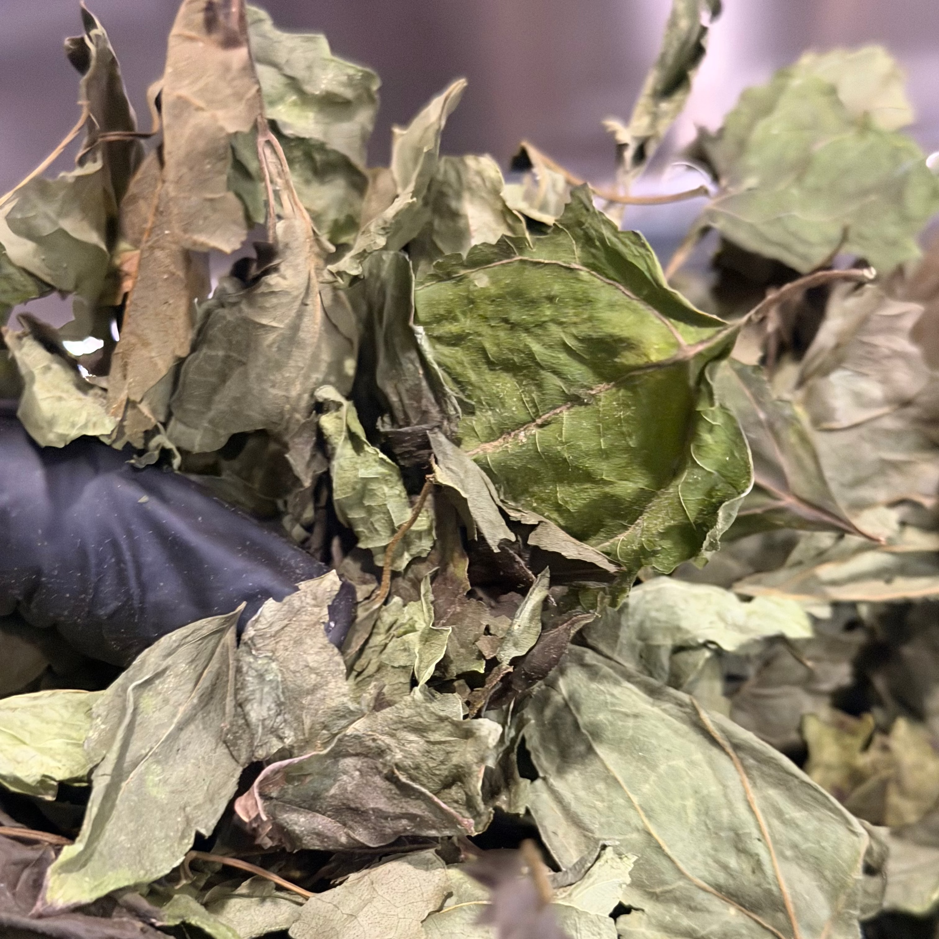 Mexican Dream Herb (Calea zacatechichi)
