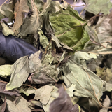 Mexican Dream Herb (Calea zacatechichi)