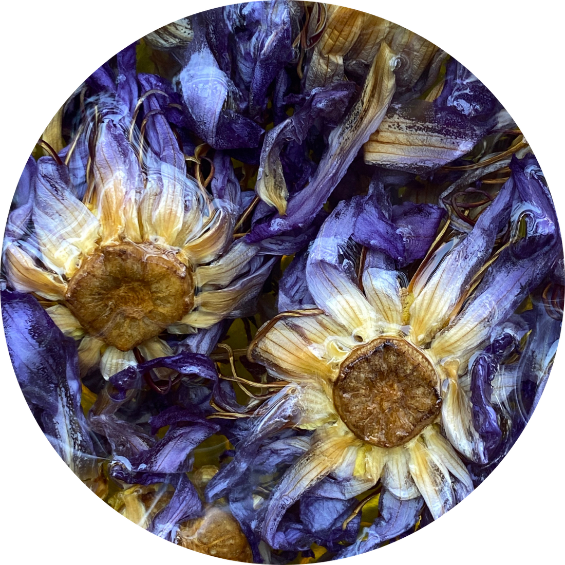 Blue Lotus Flower Infused Fragrance Oil Roller