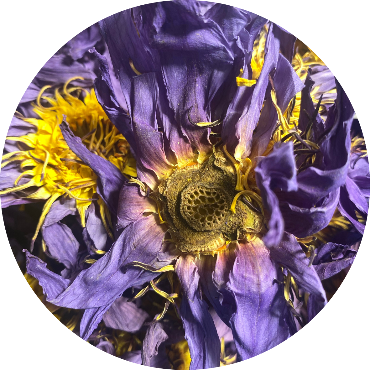 ayoni_wellness_blue_lotus_flower_full.png