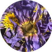 Blue Lotus Flower Organic Wholesale