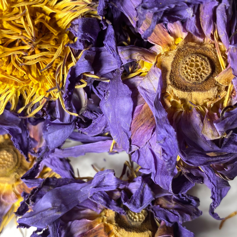 ayoni_wellness_blue_lotus_flower_whole_d812b379-cedd-4db5-ab69-46c0ba0243c7.png