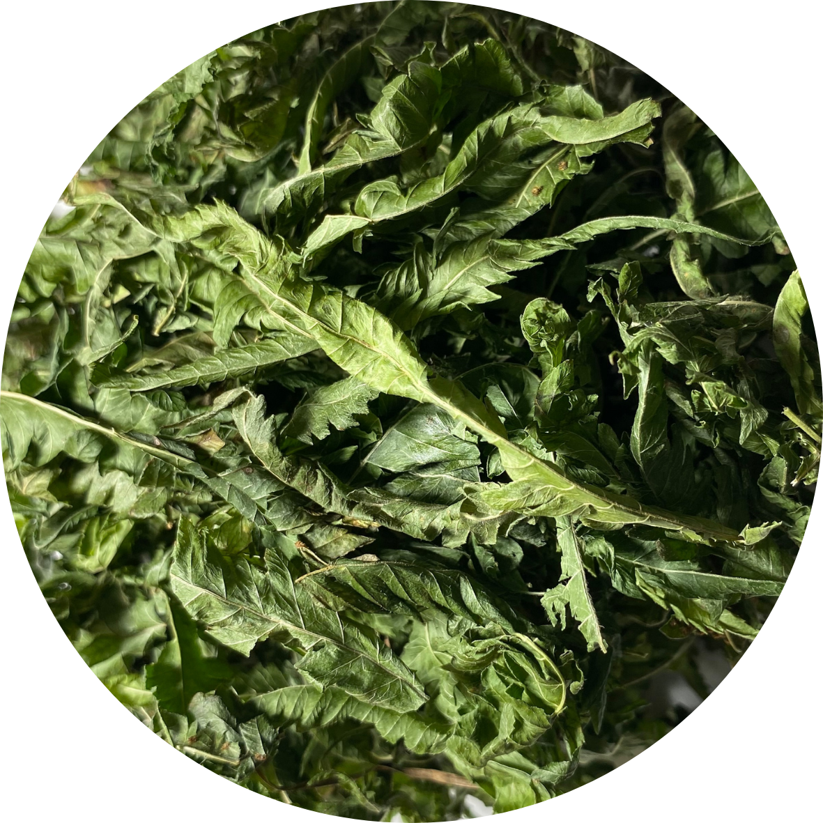 Kalawalla Fern Wildcrafted