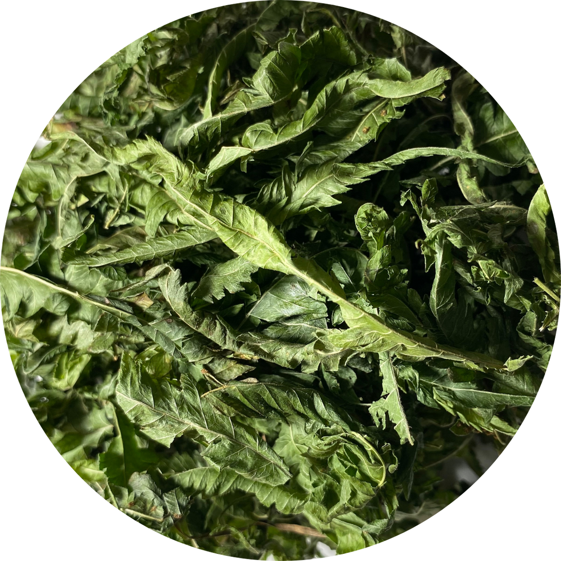 Wildcrafted Kalawalla Fern (Polypodium leucotomos) calaguala Herb