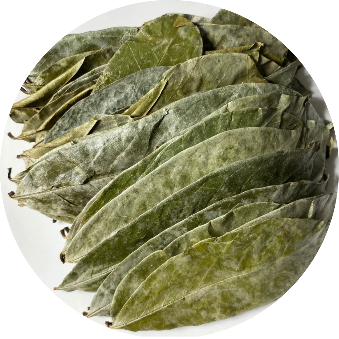 Organic Dried Soursop Leaf